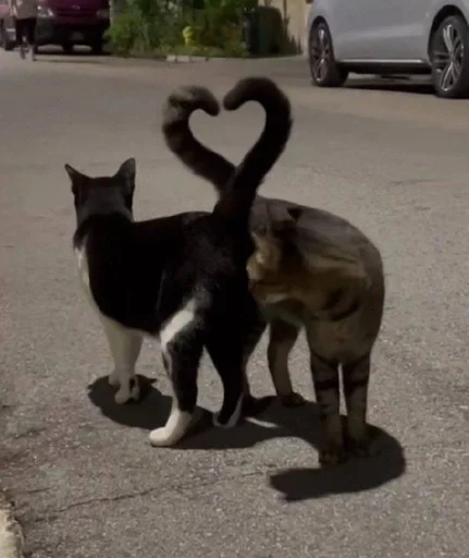 Эмодзи котики