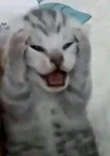 Эмодзи котики