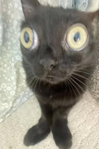 Эмодзи котики