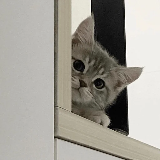 Эмодзи пихуй