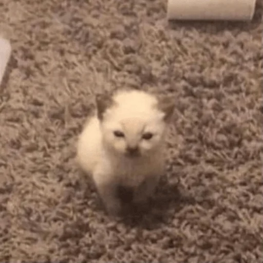 Эмодзи пихуй