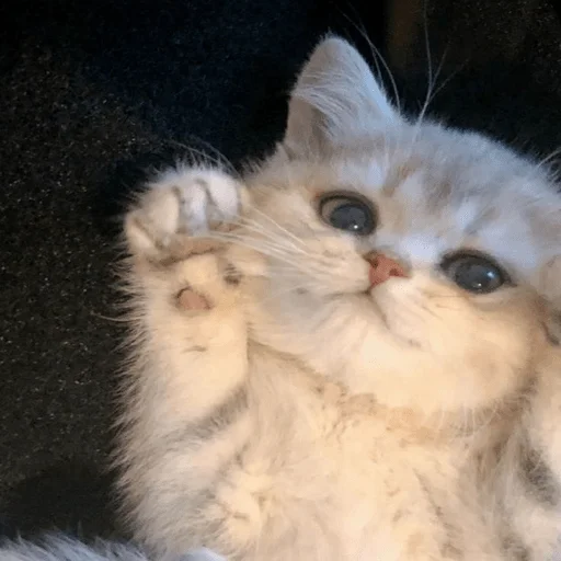 Эмодзи пихуй