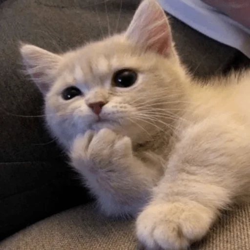 Эмодзи пихуй