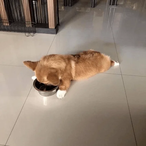 Эмодзи пихуй