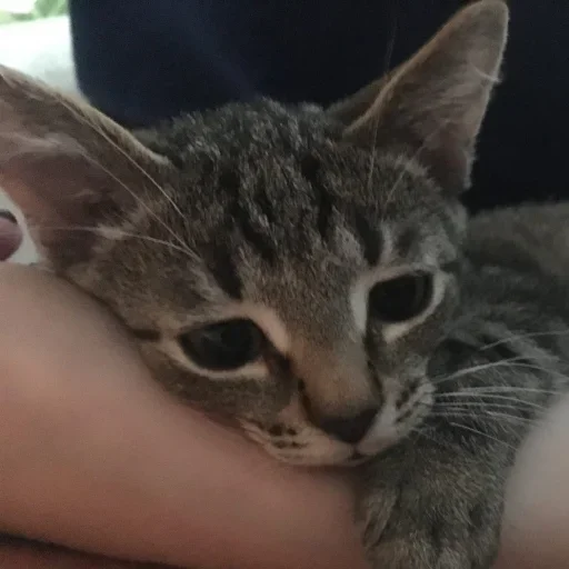 Эмодзи котеки🥺