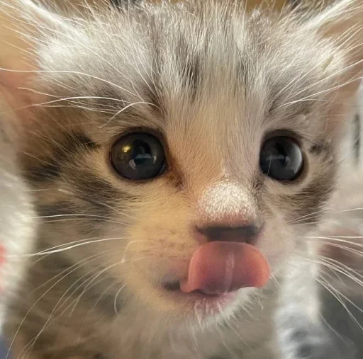 Эмодзи котеки🥺