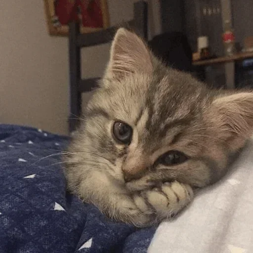 Эмодзи котеки🥺