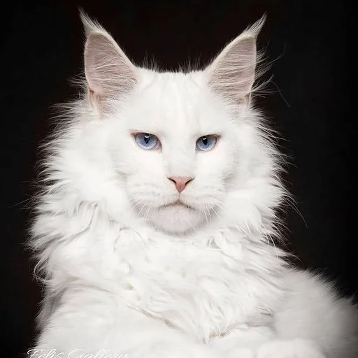 Эмодзи Mainecoon cats