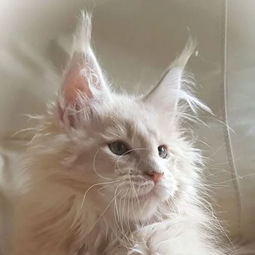 Эмодзи Mainecoon cats