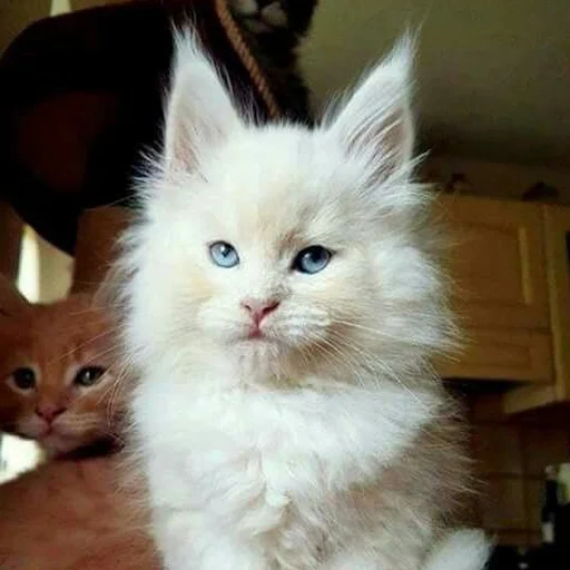 Эмодзи Mainecoon cats
