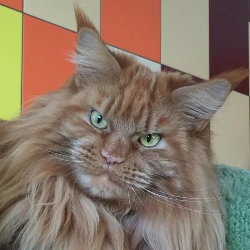 Эмодзи Mainecoon cats