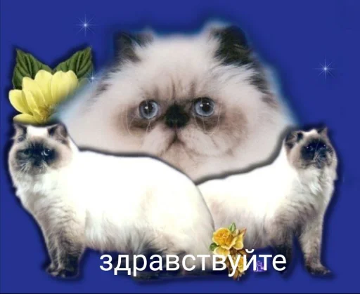 Эмодзи Котики