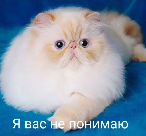 Эмодзи Котики