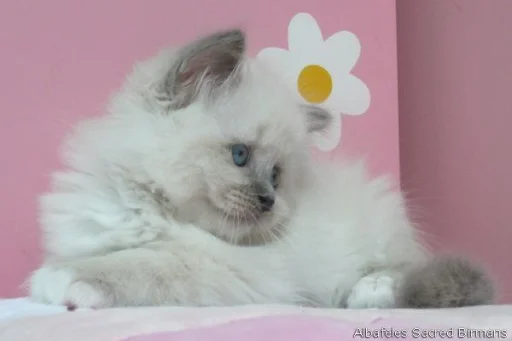 Эмодзи Котики