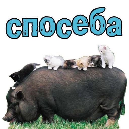 Эмодзи Милые котята