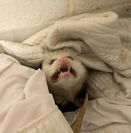 Эмодзи всратые опоссумы