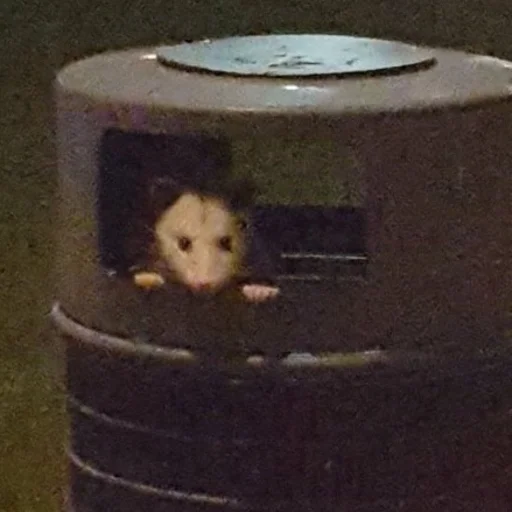 Эмодзи всратые опоссумы