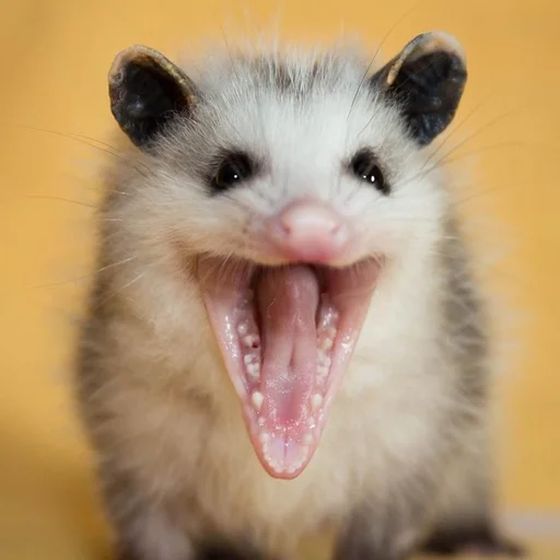 Эмодзи всратые опоссумы