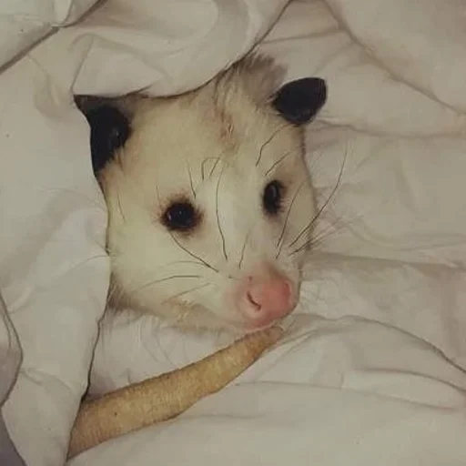 Эмодзи всратые опоссумы