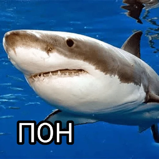 Эмодзи Memes 22