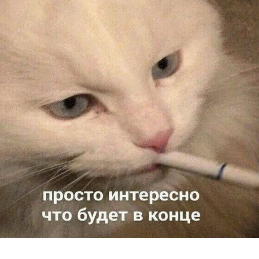 Эмодзи popug mem