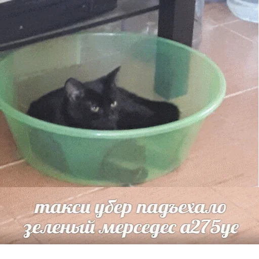 Эмодзи popug mem