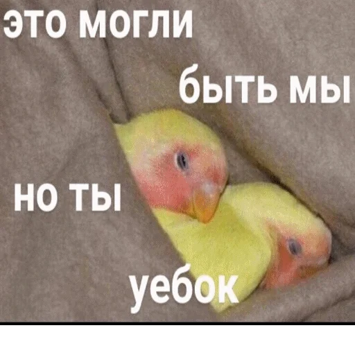 Эмодзи popug mem