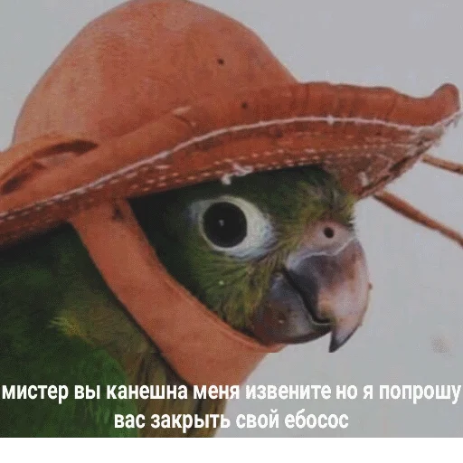 Эмодзи popug mem