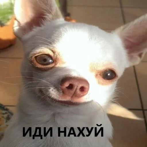 Эмодзи мемчики