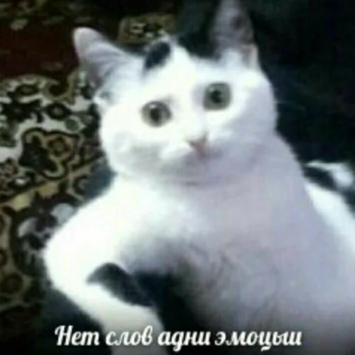 Эмодзи Мемы для АуТиСтОв