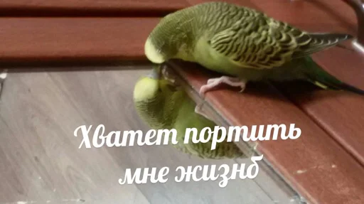 Эмодзи мєми про жівотних