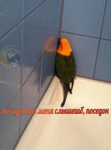 Эмодзи мєми про жівотних