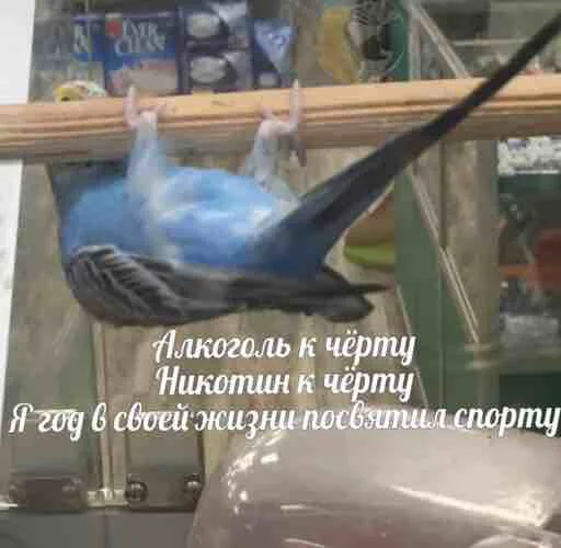 Эмодзи мєми про жівотних