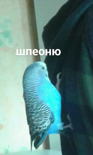 Эмодзи мєми про жівотних