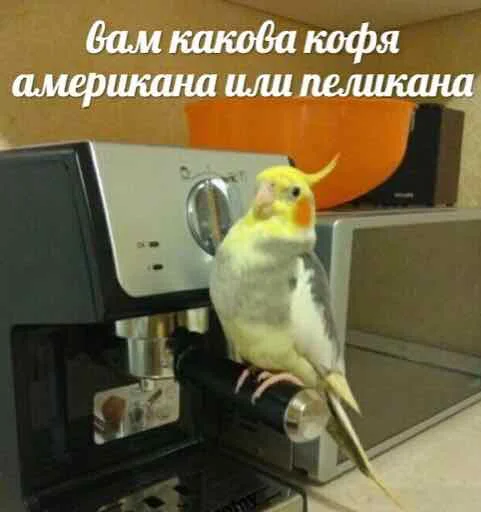 Эмодзи мєми про жівотних