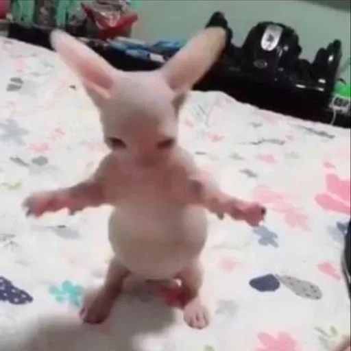 Эмодзи коты