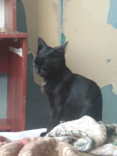 Эмодзи коты