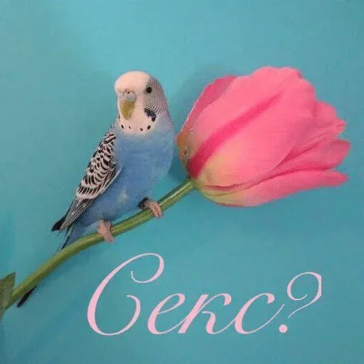 Эмодзи Scamper