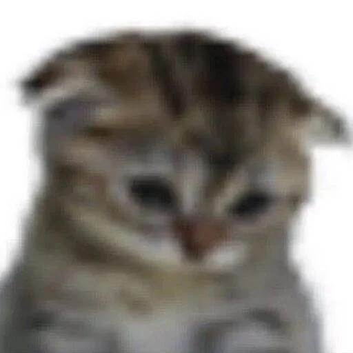 Эмодзи Cats memes