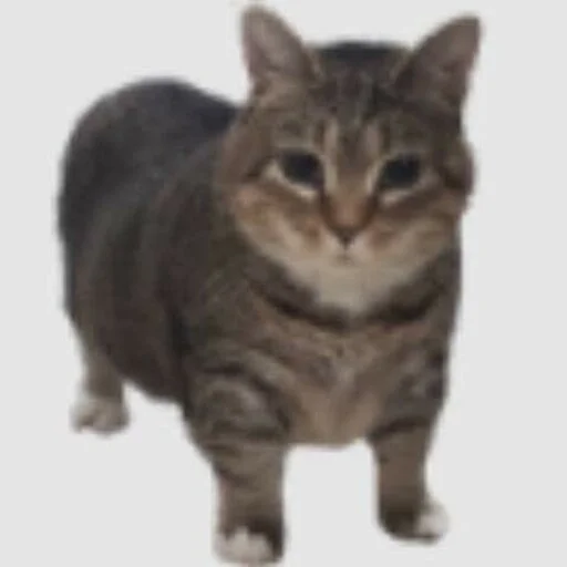 Эмодзи Cats memes