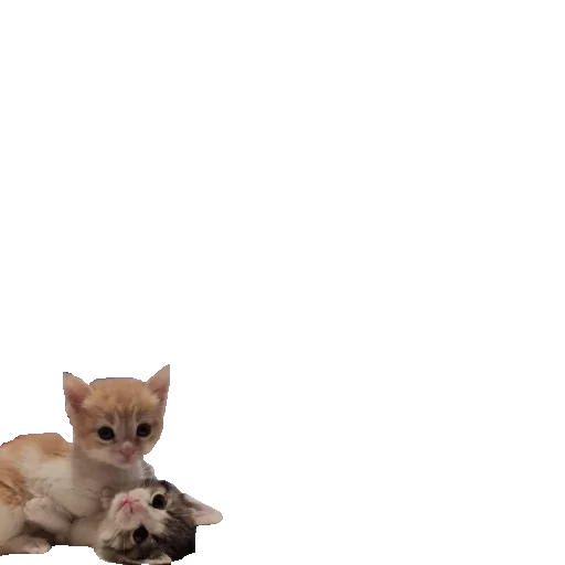 Эмодзи котики