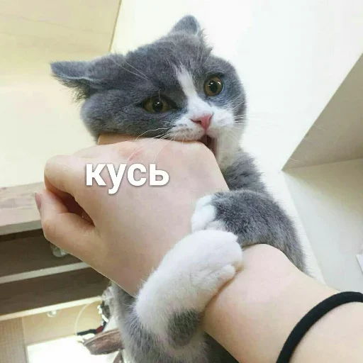 Эмодзи Милые котики
