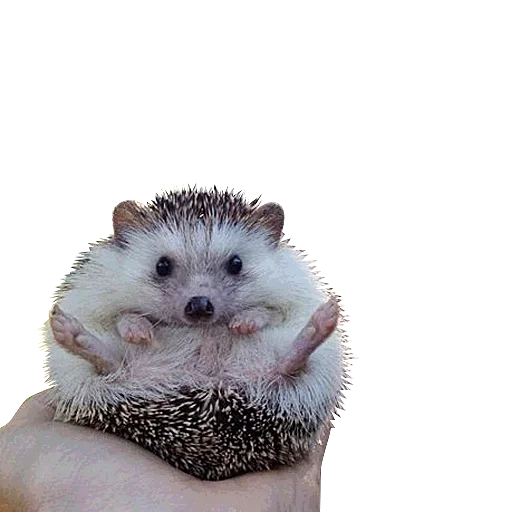Эмодзи Cuteness