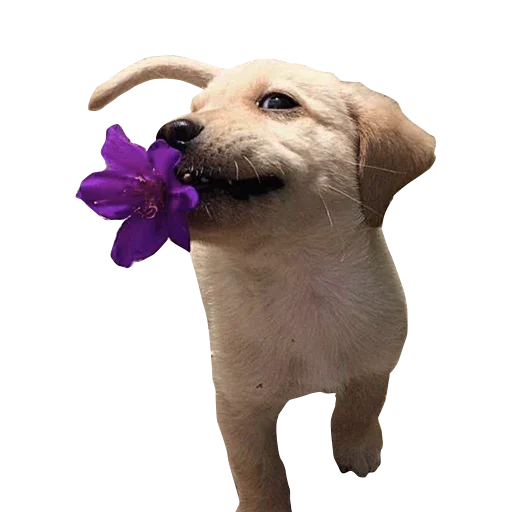 Эмодзи Cuteness
