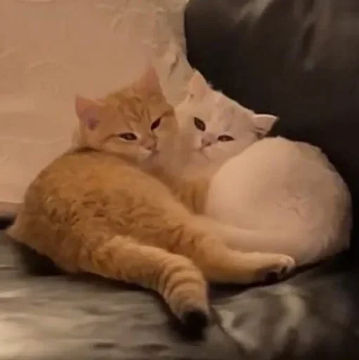 Эмодзи Котики