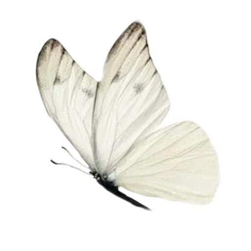 Эмодзи милота