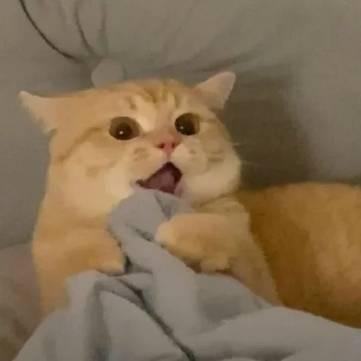 Эмодзи El pack de mininos definitivo