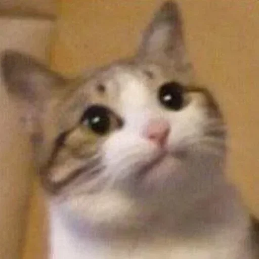 Эмодзи El pack de mininos definitivo