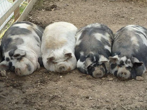 Эмодзи мини пиги