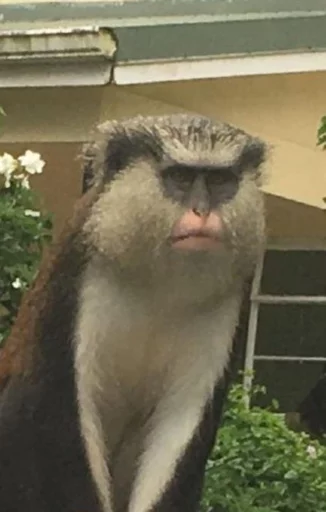 Эмодзи monkeys